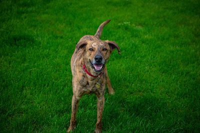 Portrait of dog running on grass