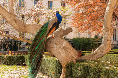 The peacock perching on the tree