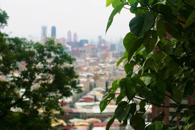 Plants growing in city against sky