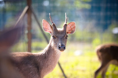 Deer in a field