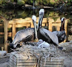 Close-up of pelican