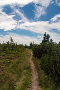 Trail amidst trees on field against sky