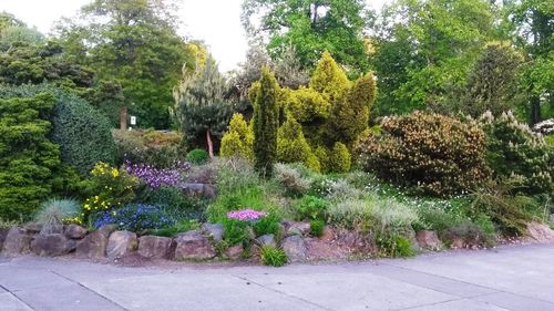 View of flowering plants in garden