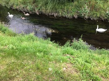 Swan on riverbank