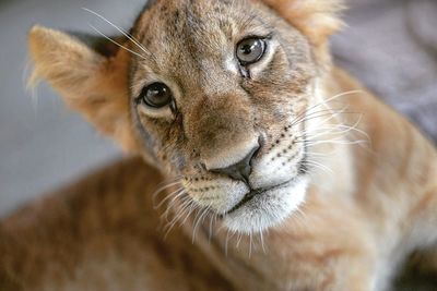 Close-up of lion cub lying down