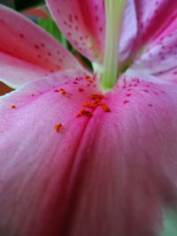 Close-up of pink flower petal