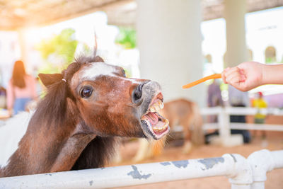 Little hand girl giving carrots to dwarf horse, feeding food concept