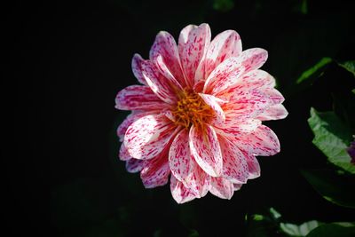 Close-up of pink flower against black background