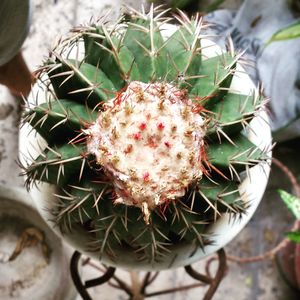 Close-up of cactus plant