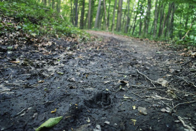 Road amidst trees in forest