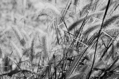 Close-up of plants on field