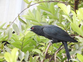 Bird perching on a branch