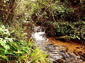 Stream amidst trees in forest