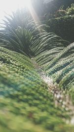 Close-up of plant