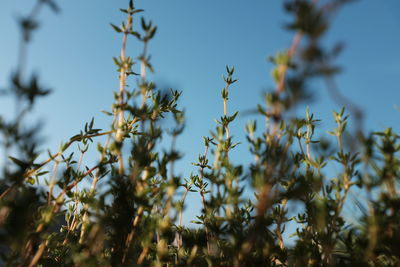 Plants against clear sky