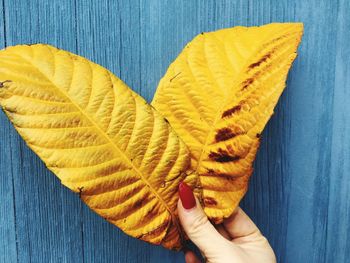 Close-up of hand holding yellow leaf