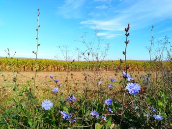 Purple flowering plants on field against blue sky