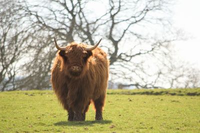 Highland cow standing in field