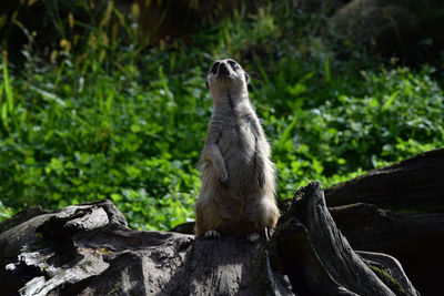 View of an animal sitting on rock