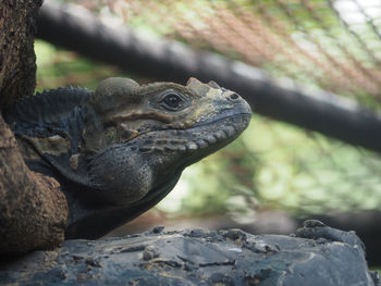 Close-up of lizard on rock