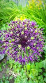 Close-up of purple flowers