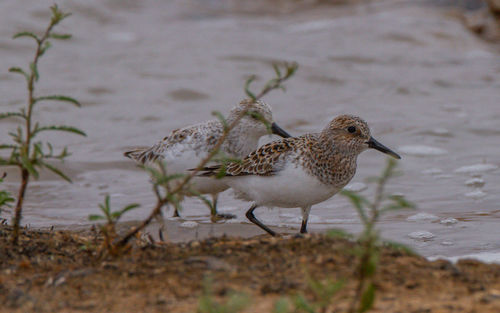 Close-up of bird perching on a land