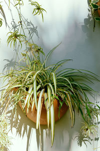 Close-up of potted plant on table against wall