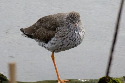 High angle view of duck swimming in lake