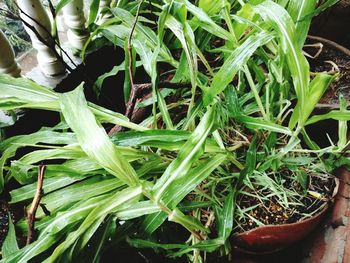 Close-up of fresh green plants