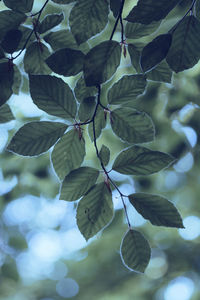 Close-up of leaves