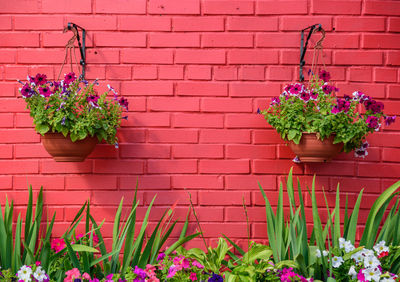 Flowers against pink wall