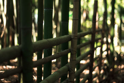 Close-up of bamboo on railing in forest