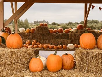 View of pumpkins in field