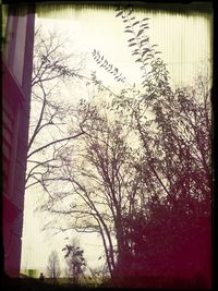 Bare trees against sky