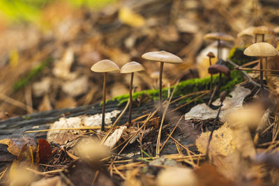 nature