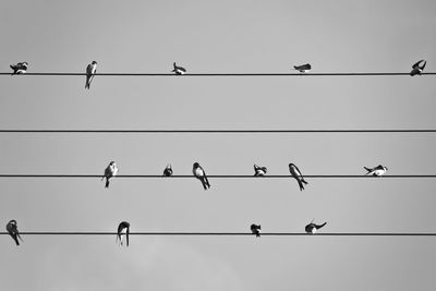 Low angle view of birds perching on cable against sky
