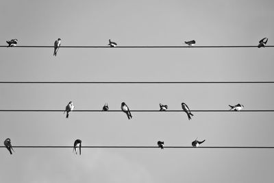 Low angle view of birds perching on cable against sky