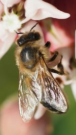 Close-up of bee pollinating on flower