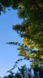 Low angle view of tree against sky