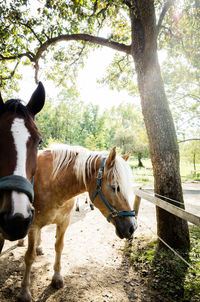 Two horse standing in park