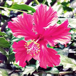 Close-up of pink flower