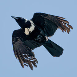 Low angle view of bird flying