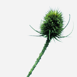 Close-up of plant