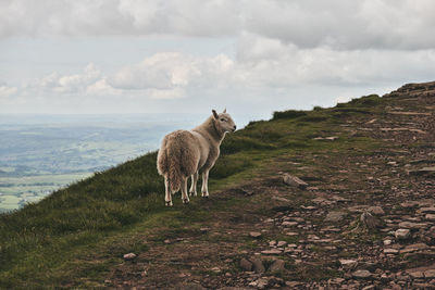 Sheep standing in a field in wales