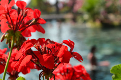 Bright red flower on a background of water half the screen