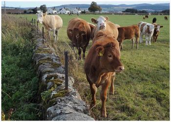 Cows standing in a field