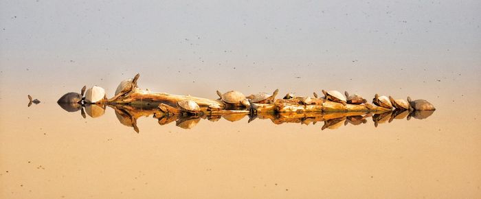 High angle view of insect on sand