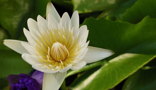 Close-up of white lotus water lily