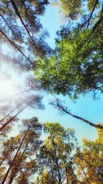 Low angle view of trees against sky