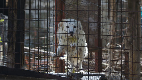 View of birds in cage